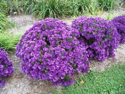 asters perene (perene Aster) asteri perene