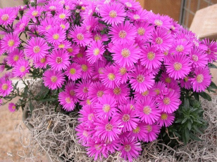 asters perene (perene Aster) asteri perene