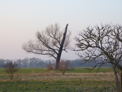 Fulger a lovit un copac - alegerea nu este întâmplătoare! Casa lui în localitate