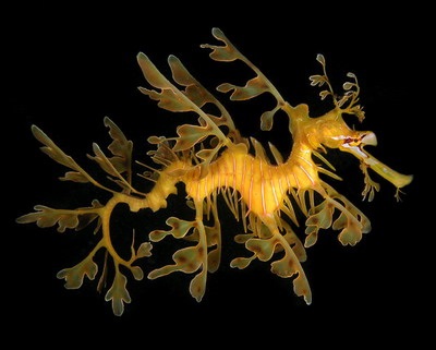 Seahorses (patine) căluți