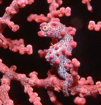 Seahorses (patine) căluți