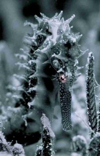 Seahorses (mare) căluți