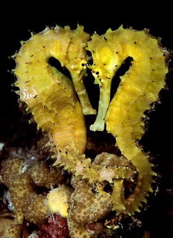 Seahorses (mare) căluți