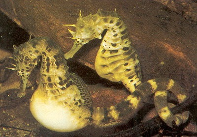 Seahorses (patine) căluți