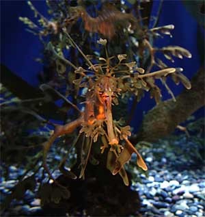 Seahorses (patine) căluți