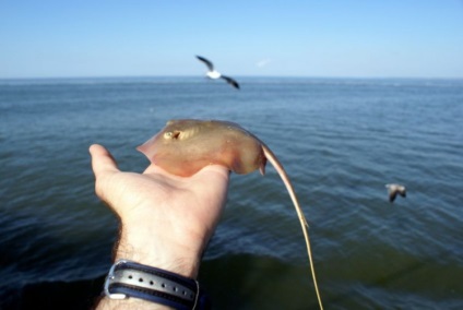 Stingray comună (mare) Stingray comună