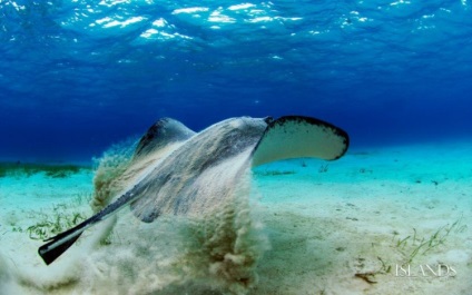 Stingray comună (mare) Stingray comună