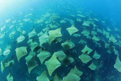 Stingray comună (mare) Stingray comună