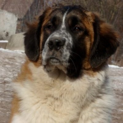 Moscova paza descriere rasa, caracter și de îngrijire, foto (piatra) Moscova paza descriere rasa, caracter și de îngrijire foto