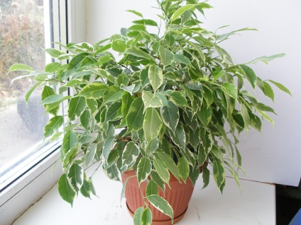 Pot să păstreze ficus casa, sănătate și frumusețe (este posibil) Pot să păstreze ficus casa, sanatate si frumusete