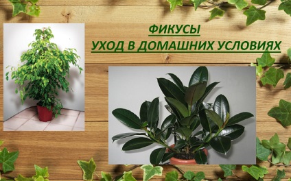 Pot păstra casa Ficus, sanatate si frumusete (Ficus) Pot să păstreze ficus casa, sanatate si frumusete