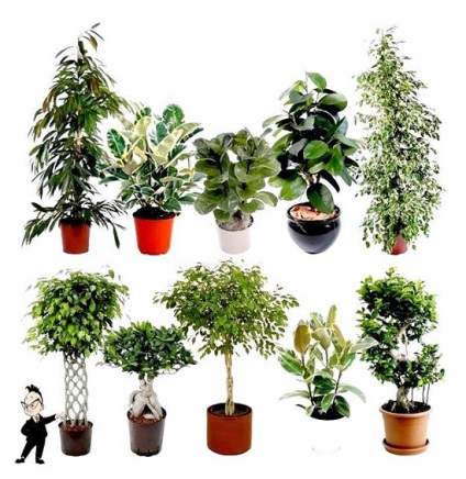 Pot să păstreze ficus casa, sănătate și frumusețe (dacă este posibil să se mențină ficus casa) Pot să păstreze ficus casa, sanatate si frumusete