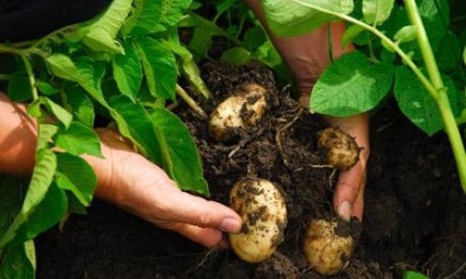Este posibil să planteze castraveți, după tomate (tomate) Pot planta după castraveți roșii