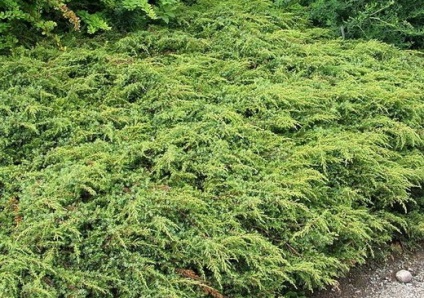 Juniper - proprietăți și contraindicații medicinale, fotografie și descriere, boabe de ienupăr - (medicale) Juniper - proprietăți medicinale și contraindicații, fotografie și descriere, boabe de ienupăr -