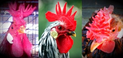 Carne și carne de pui ou rase (Brahma) Carne și carne de ou de găină rasa