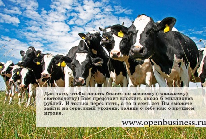 bovine de carne de vită afacerea dvs. pe producția de carne de vită (afacerea mea) bovine de carne de vită afacerea dvs. pe producția de carne de vită