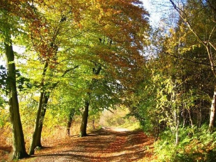 Început artiști cum să atragă o toamnă pădure (toamna) Început artiști cum să atragă pădurea de toamnă