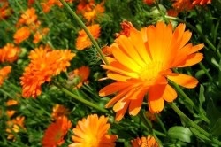 remedii populare pentru fibrom si endometrioza (Folk) remedii populare pentru fibrom si endometrioza