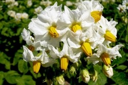 remedii populare pentru endometrioza si fibrom (mioame) remedii populare pentru fibrom si endometrioza