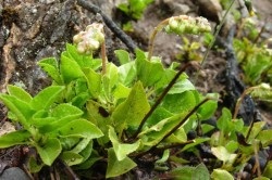 remedii populare pentru endometrioza si fibrom (mioame) remedii populare pentru fibrom si endometrioza