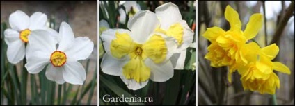 Istoria Narcise și clasificare (grădina de tăiere decor) Istoricul Narcise și clasificare