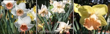 Istoricul Narcise și clasificare (gradele sunt ornamente de gradina) Istoricul Narcise și clasificare