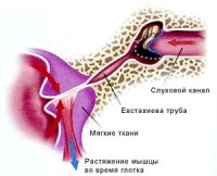 urechea noastră - cel mai bun dispozitiv acustic (planeta) urechea noastră - cel mai bun instrument de acustic