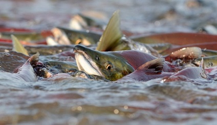 Spawning pește importanța acestui proces pentru ihtiofauna (proces) Spawning pește importanța acestui proces pentru fauna piscicolă