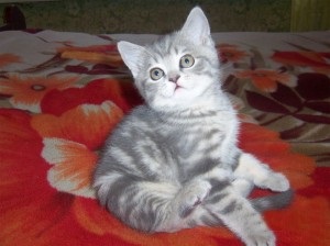Rasei si caracterul fotografie, pisica si pisica (pisica) Din rasa si fotografie caracter, pisica si pisica