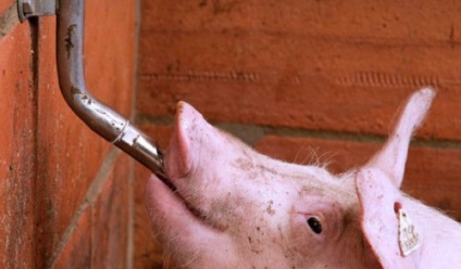 Tasnitoarele pentru porci, cu propriile lor mâini de producție, în special (consumatorii de alcool) Tasnitoarele pentru porci, cu propriile lor mâini de producție, în special