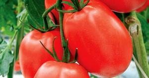soiuri de tomate subdimensionate (tomate) soiuri de mici cu creștere de tomate