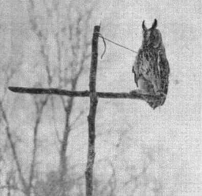 Sox g (entomology) Dl Noskov