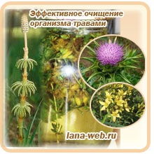 Purificarea ierburile organismului (curățare ierburi hepatice) Curățirea ierburile corpului
