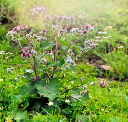 Purificarea organismului din zguri de plante medicinale (ierburi) Curatarea organismului de toxine ierburi