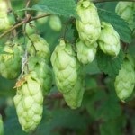 Purificarea splinei și pancreasului folosind taxele si perfuzii (pancreas) Purificarea splinei și pancreasului folosind taxele și infuziilor