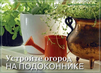 O gradina de legume pe pervazul ferestrei, cu propriile sale mâini, mâinile - cum să te (gradina cabana si livada) O gradina de legume pe pervazul ferestrei cu propriile sale mâini, mâinile - Cum sa faci cel mai mult