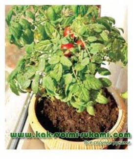 O gradina de legume pe pervazul ferestrei, cu propriile sale mâini, mâinile - cum să vă (gradina) face O gradina de legume pe pervazul ferestrei cu propriile sale mâini, mâinile - Cum sa faci cel mai mult