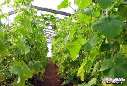 Istoria Castravete sau când și cum să planteze castraveți (castraveți) Istoria Castravete sau când și cum să planteze castraveți