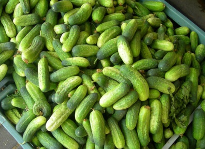 beneficiu Castraveți și rău organismului (alimente sănătoase) beneficiu Castraveți și un pericol pentru organism