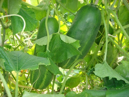 beneficiu Castraveți și rău organismului (alimente sănătoase) beneficiu Castraveți și un pericol pentru organism