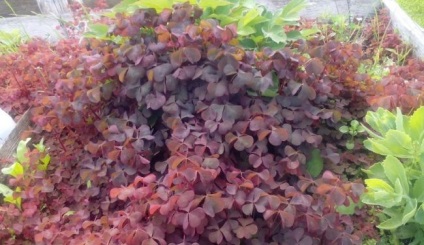 Oksalis (Oxalis) (60 fotografii) superstiții și semne, de plantare și îngrijire în casă, în soiurile de grădină (oksalis) Oksalis (Oxalis) (60 fotografii) superstiții și semne, de plantare și îngrijire în casă, în grădină, soiul,