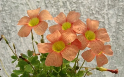 Oksalis (Oxalis) (60 fotografii) superstiții și semne, de plantare și îngrijire în casă, în soiurile de grădină (semne) Oksalis (Oxalis) (60 fotografii) superstiții și semne, de plantare și îngrijire în casă, în grădină, soiul,