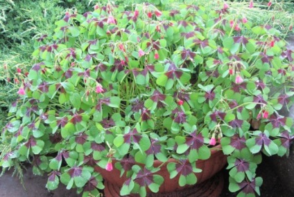 Oksalis (Oxalis) (60 fotografii) superstiții și semne, plantarea și îngrijirea la domiciliu, în soiurile de grădină (superstiție) Oksalis (Oxalis) (60 fotografii) superstiții și semne, de plantare și îngrijire în casă, în grădină, soiul,