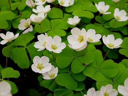 Oksalis (Oxalis) (60 fotografii) superstiții și semne, de plantare și îngrijire în casă, în soiurile de grădină (oksalis) Oksalis (Oxalis) (60 fotografii) superstiții și semne, de plantare și îngrijire în casă, în grădină, soiul,