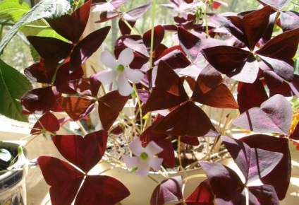 Oksalis (Oxalis) (60 fotografii) superstiții și semne, plantarea și îngrijirea la domiciliu, în soiurile de grădină (superstiție) Oksalis (Oxalis) (60 fotografii) superstiții și semne, de plantare și îngrijire în casă, în grădină, soiul,