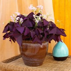 Oksalis (Oxalis) (60 fotografii) superstiții și semne, de plantare și îngrijire în casă, în soiurile de grădină (semne) Oksalis (Oxalis) (60 fotografii) superstiții și semne, de plantare și îngrijire în casă, în grădină, soiul,