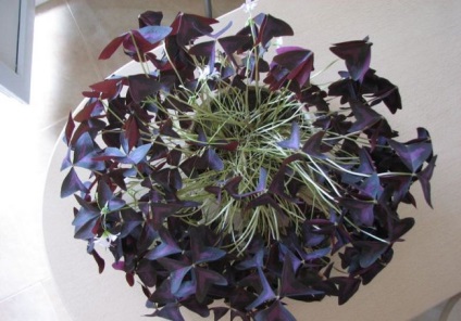 Oksalis (Oxalis) (60 fotografii) superstiții și semne, de plantare și îngrijire în casă, în soiurile de grădină (semne) Oksalis (Oxalis) (60 fotografii) superstiții și semne, de plantare și îngrijire în casă, în grădină, soiul,