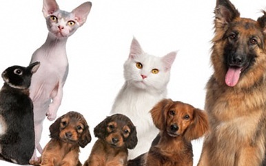 Este cu ultrasunete periculoase pentru oameni și animale (oameni) Este cu ultrasunete periculoase pentru oameni și animale