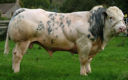 Descrierea de vaci pentru carne și fotografie calmucă, Charolais și alte (foto) Descrierea de vaci pentru carne și fotografie calmucă, Charolais și alte