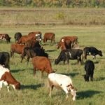 Descrierea de vaci pentru carne și fotografie calmucă, Charolais și alte (foto) Descrierea de vaci pentru carne și fotografie calmucă, Charolais și alte